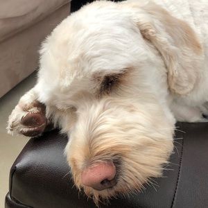 Meet your Posher, Damien